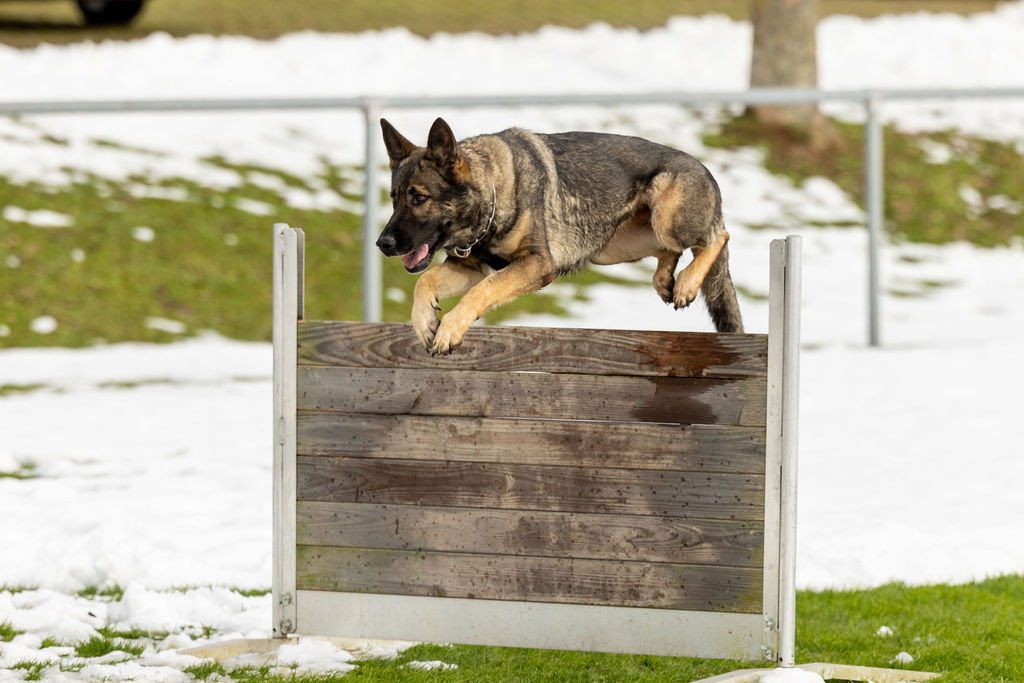 Kantonalverband Aargauer Kynologen KVAK