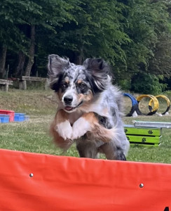 Kynologischer Verein Bäderstadt