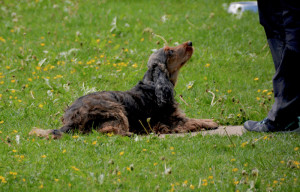 Kynologischer Verein Aarau und Umgebung