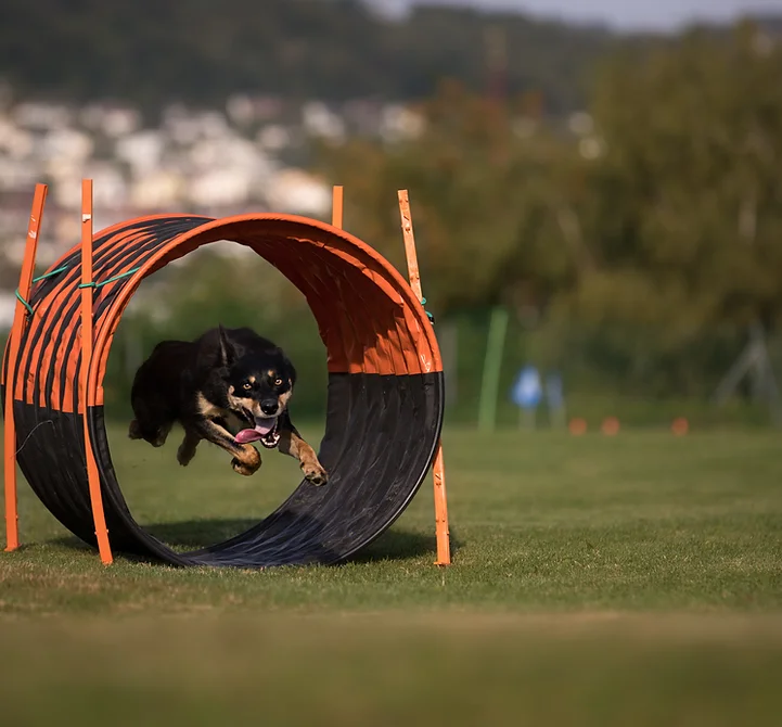 Hundesport SKG Bremgarten