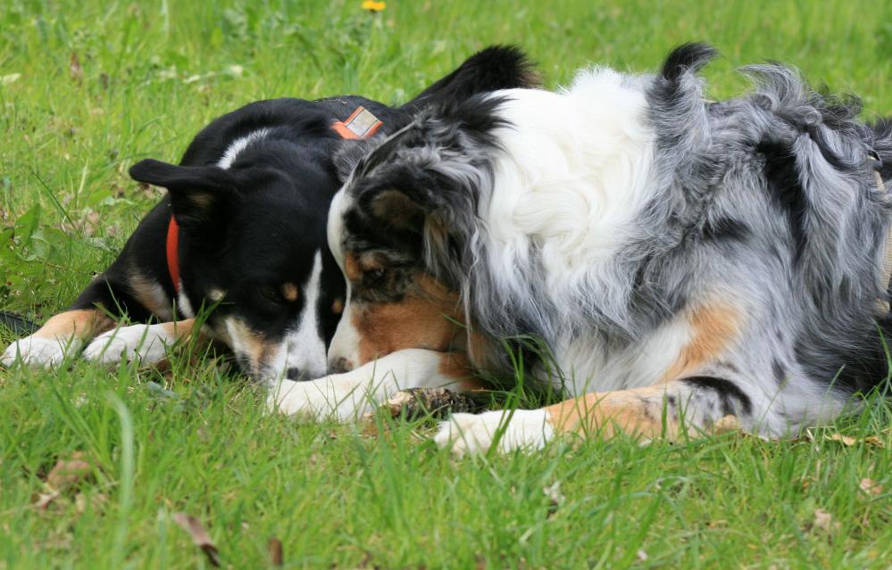 Hundeschule Dogrelax