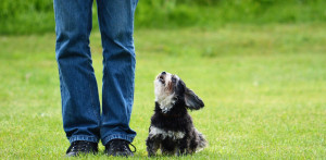 Kynologischer Verein Fricktal