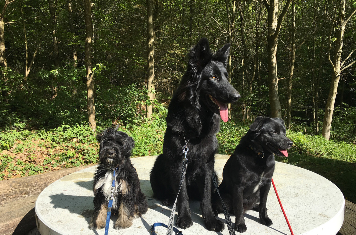 Hundeschule Hunde-Energie-Training