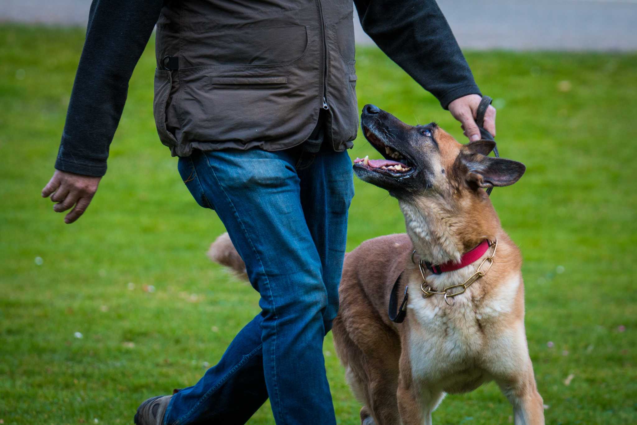 Hundeclub im Chütt Wettingen