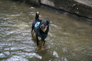 Kynologischer J+S Verein Aarau