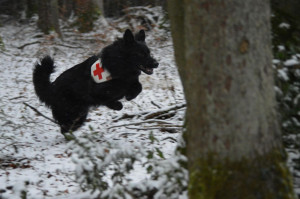 Kynologischer Verein Klingnau und Umgebung