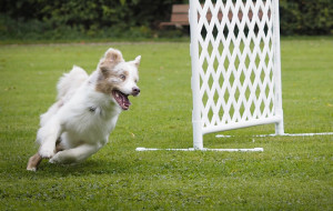 Kynologischer Verein Gebenstorf-Turgi