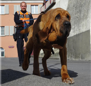 NBAS National Bloodhound Association