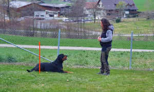 Regionalgruppe Zürich des Schweiz. Rottweiler-Club