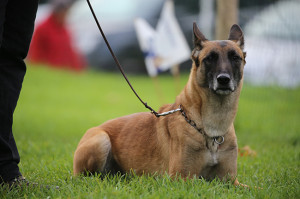 Kynologischer Verein Rheinfelden-Möhlin