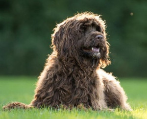 Hundesportclub Safenwil