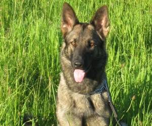 Schäferhunde-Club OG Aarau