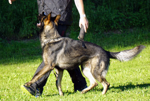 Schäferhunde-Club OG Schöftland