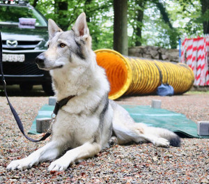 Wolf Dog Association